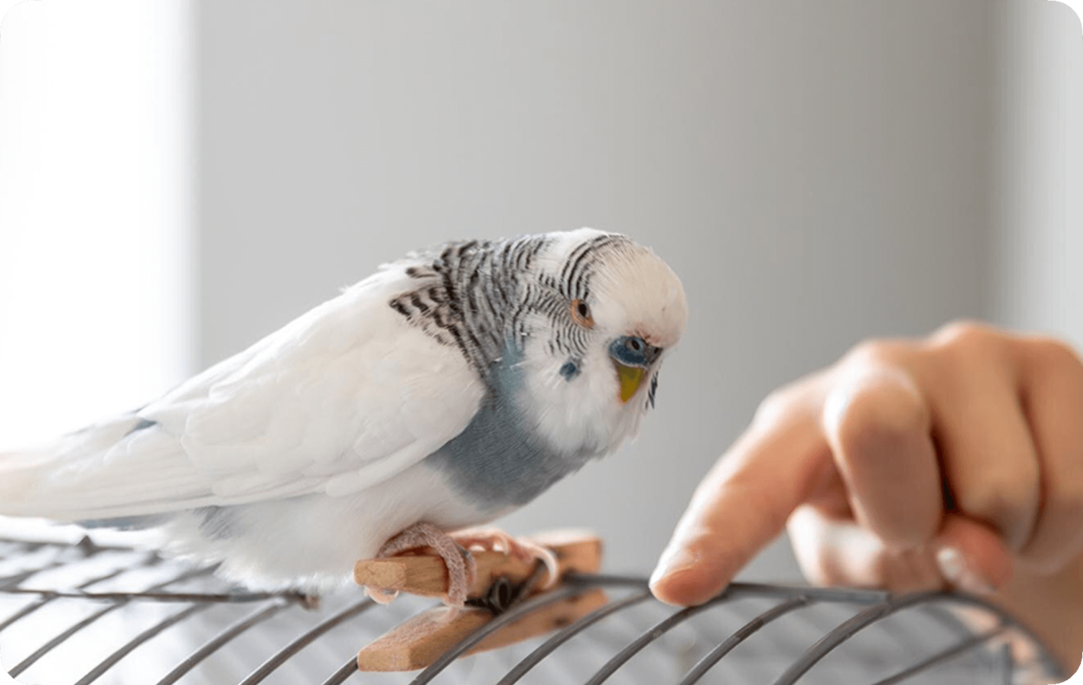 Blue and white budgie in a cage pets concept