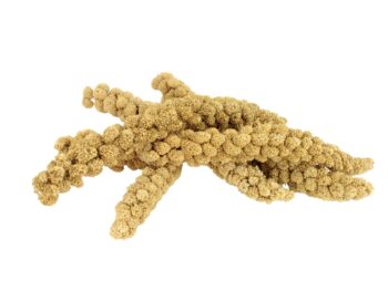 Chinese Millet Sprays