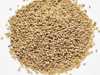 Panicum millet seed 25kg