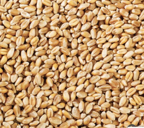 Wheat 20kg
