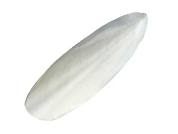 Cuttlefish Bone 6 - 8"