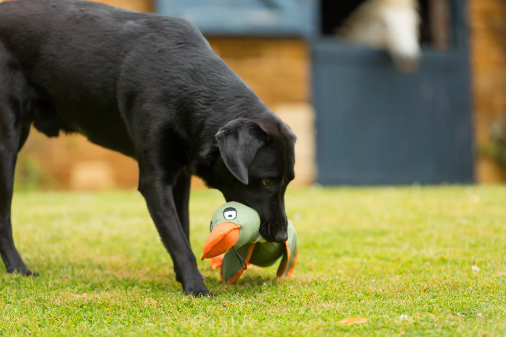 House of Paws Canvas Squeaky Duck Thrower Dog Toy XL - 67cm - Image 2