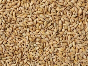 Whole Barley 20kg