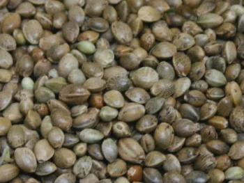 Hemp Seed (Standard)