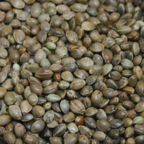 Hemp Seed (Standard)