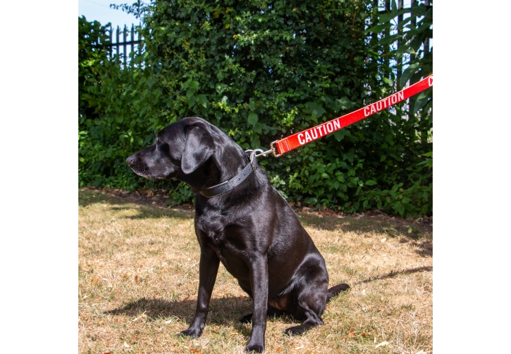 Awareness Dog Lead CAUTION - Image 2